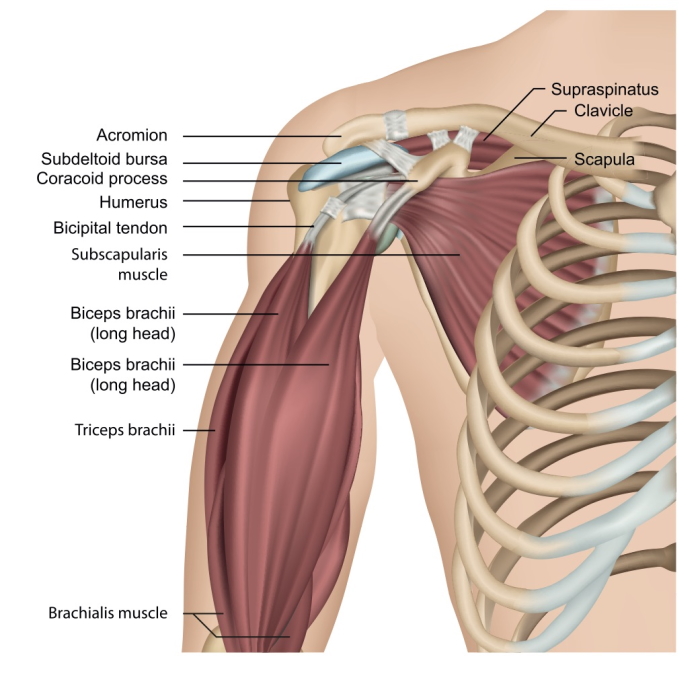 long head of biceps tendonitis