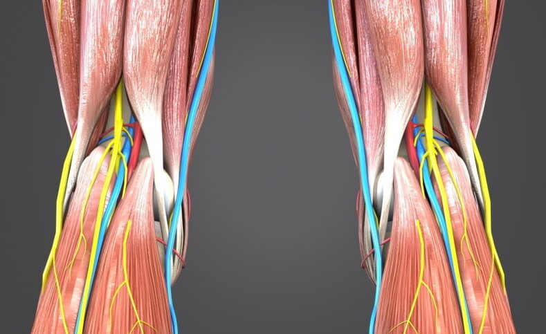 Posterior Knee Tendons Diagram