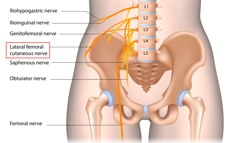nerves of thigh anatomy including meralgia paraesthetica