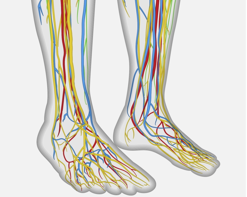 Pinched nerve in calf: how to diagnose - Sport Doctor London