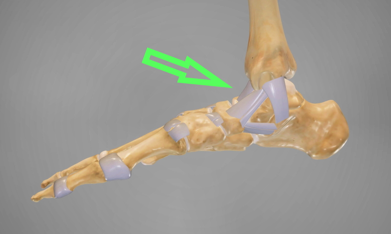 Sprain of deltoid ligament - Sport Doctor London