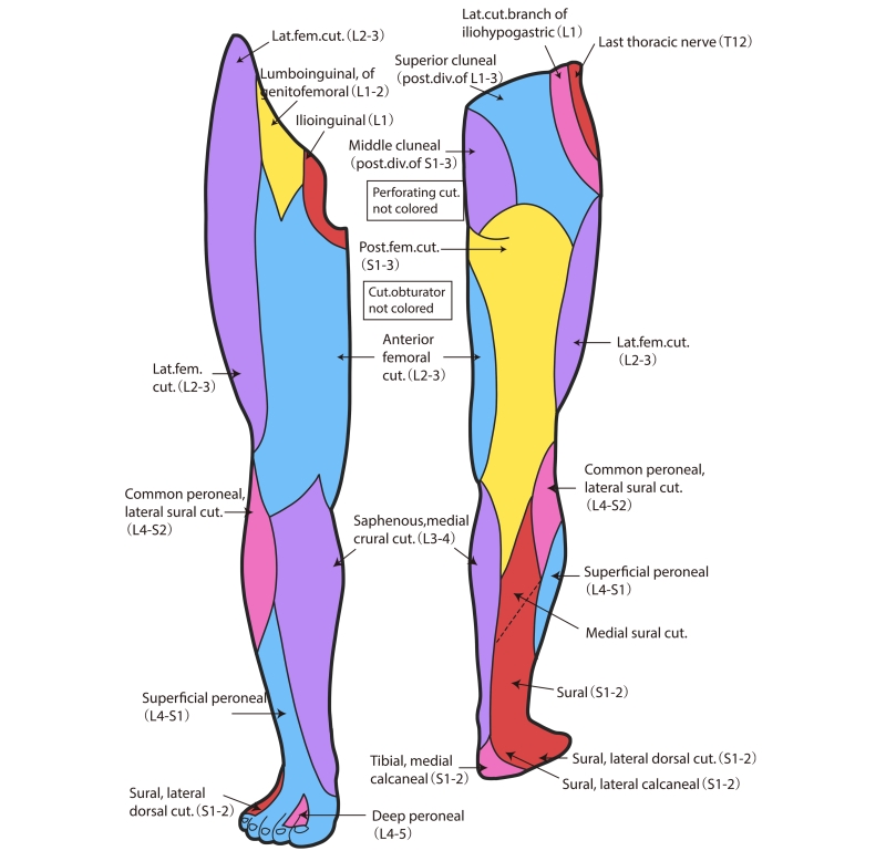 Understanding Nerve Pain in Thigh: Causes and Treatments