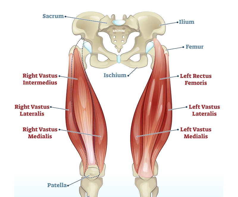 quadriceps muscle anatomy