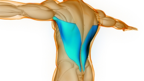 latissimusi dorsi muscle outlined in young male who has lat pain